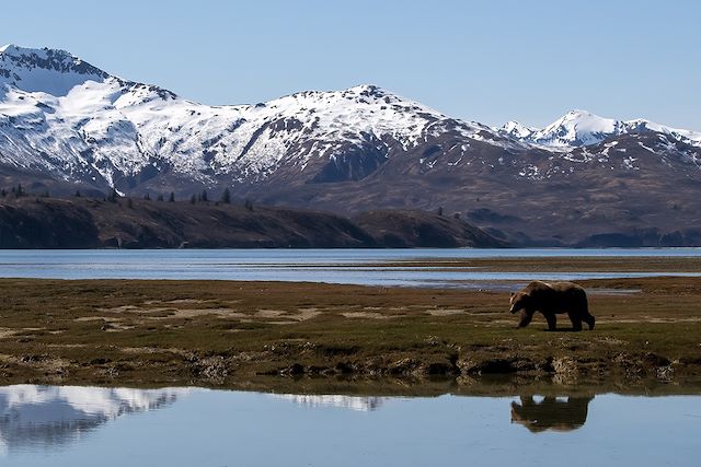 Voyage A la rencontre des grizzlis, de Katmai à Kodiak