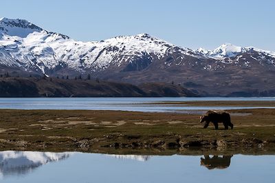 A la rencontre des grizzlis, de Katmai à Kodiak