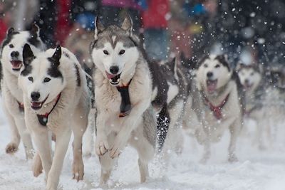 Course en chiens de traîneau - Alaska - Etats-Unis