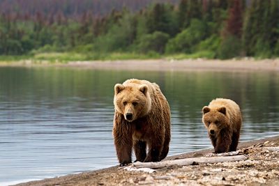 © federicoriz / iStock - Ours - Alaska - Etats-Unis Ours - Alaska - Etats-Unis