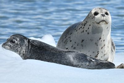 © Sophie Gassiot - Phoques dans la péninsule de Kenai - Alaska - États-Unis Phoques dans la péninsule de Kenai - Alaska - États-Unis