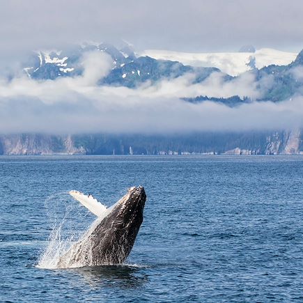 Observation animalière Etats-Unis Alaska