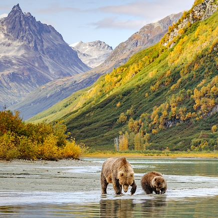 Observation animalière Etats-Unis Alaska