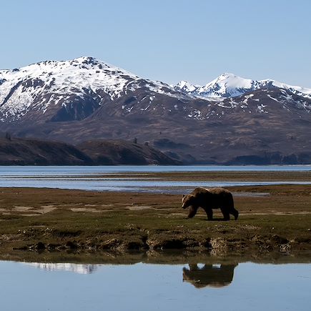 Observation animalière Etats-Unis Alaska
