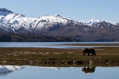 De Katmai à Kodiak, sur les traces des grizzlis
