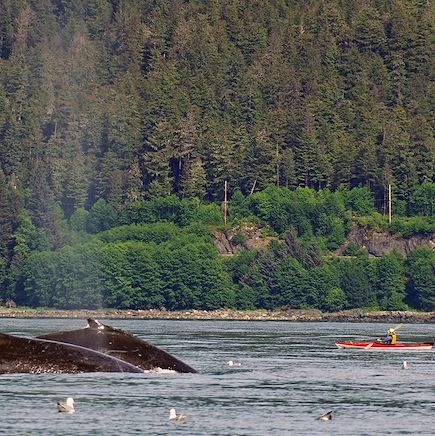 Observation animalière Etats-Unis Alaska