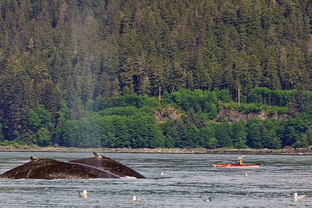 Voyage : De Katmai à Kodiak, sur les traces des grizzlis Voyage De Katmai à Kodiak, sur les traces des grizzlis