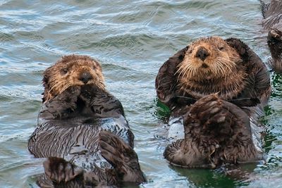 Loutres de mer à Sitka, Alaska