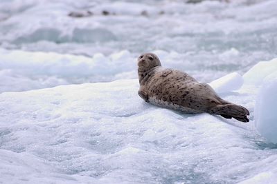 Sawyer Glacier - Phoque