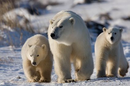 Les ours polaires de la baie d'Hudson