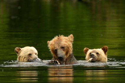 Immersion nature entre grizzlis, aigles et orques
