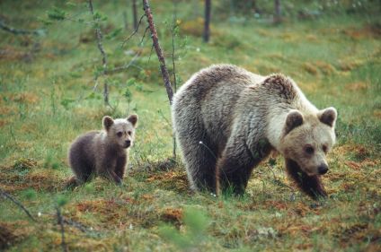Observation des ours bruns à Paljakka