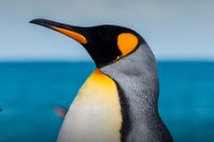 Antarctique