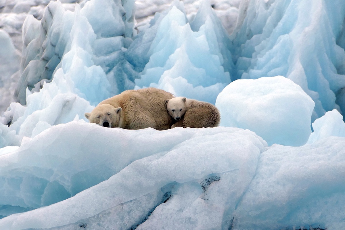 Une sieste pour les ours polaires - ©Annaëlle Salmon