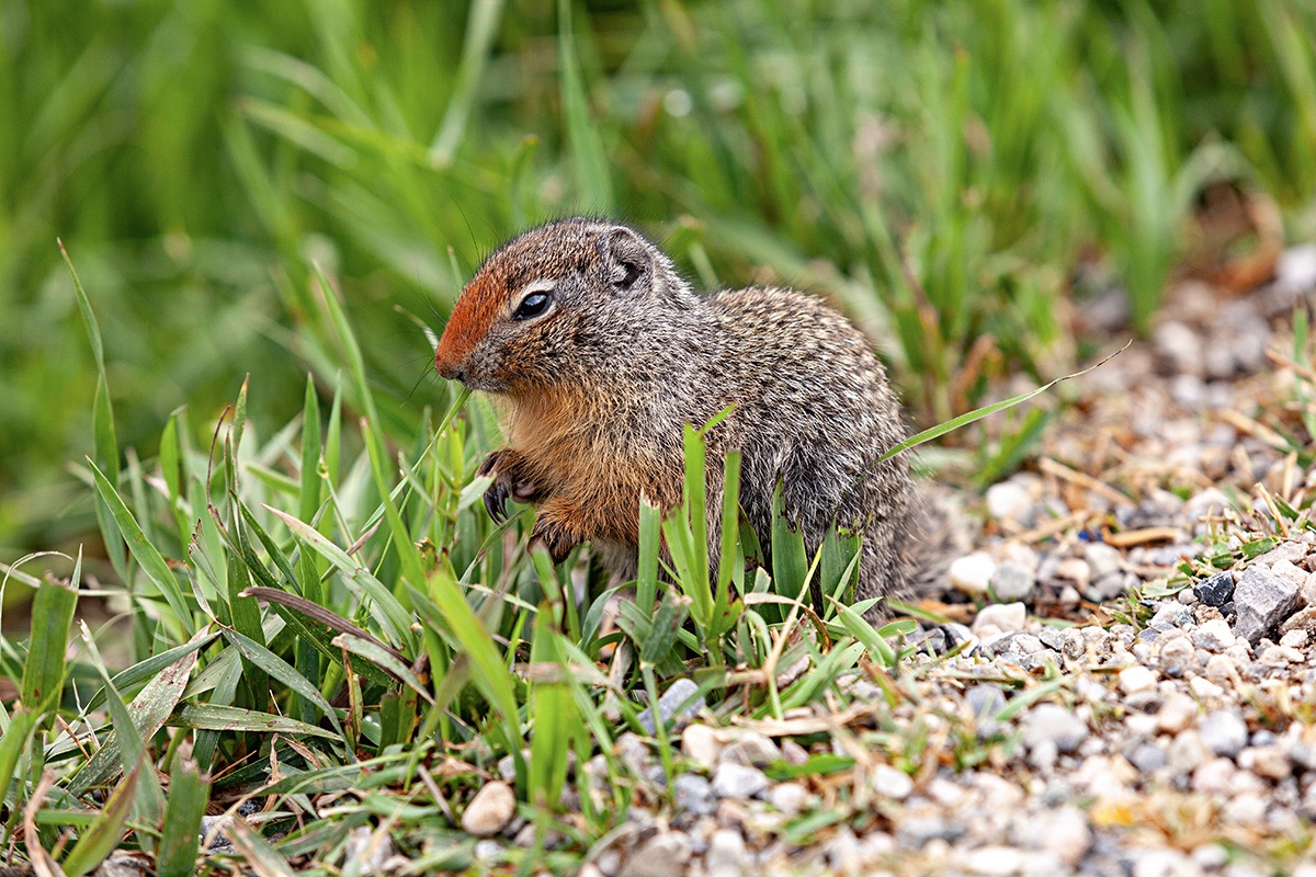 Chien de prairie - ©Violaine Rattin, Wild Birds Collective