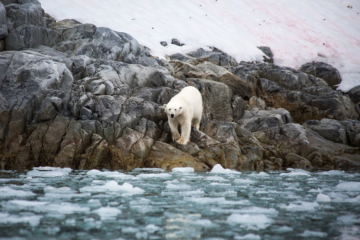 Observation d'un ours polaire au Spitzberg - ©Gwennaëlle Wit