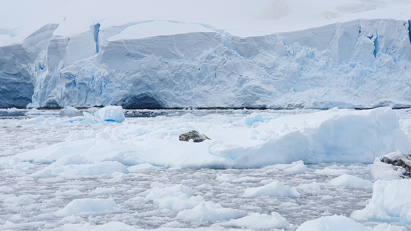 Orne Harbour, Antarctique - ©Alice Fernandes