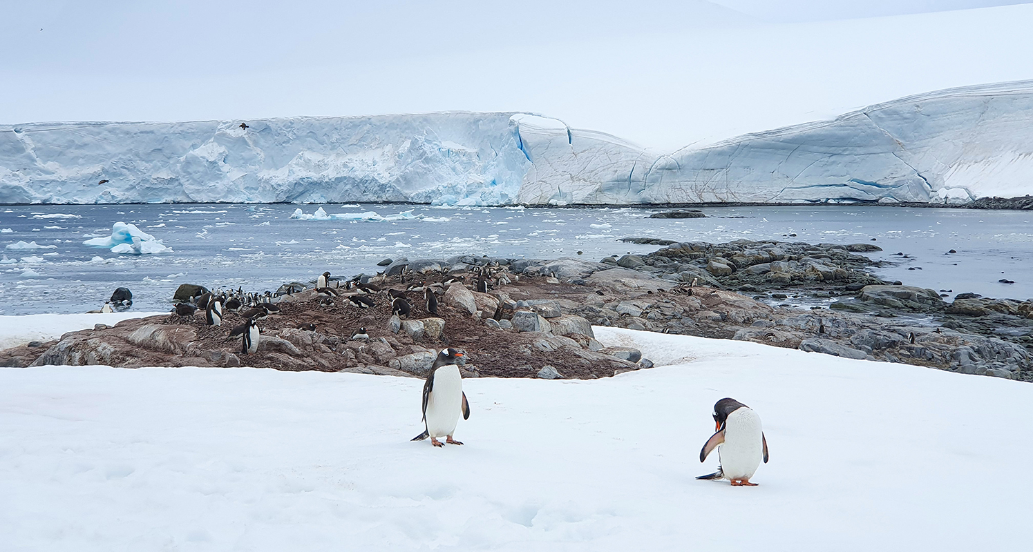 Manchots, Damoy Point, Antarctique - ©Alice Fernandes