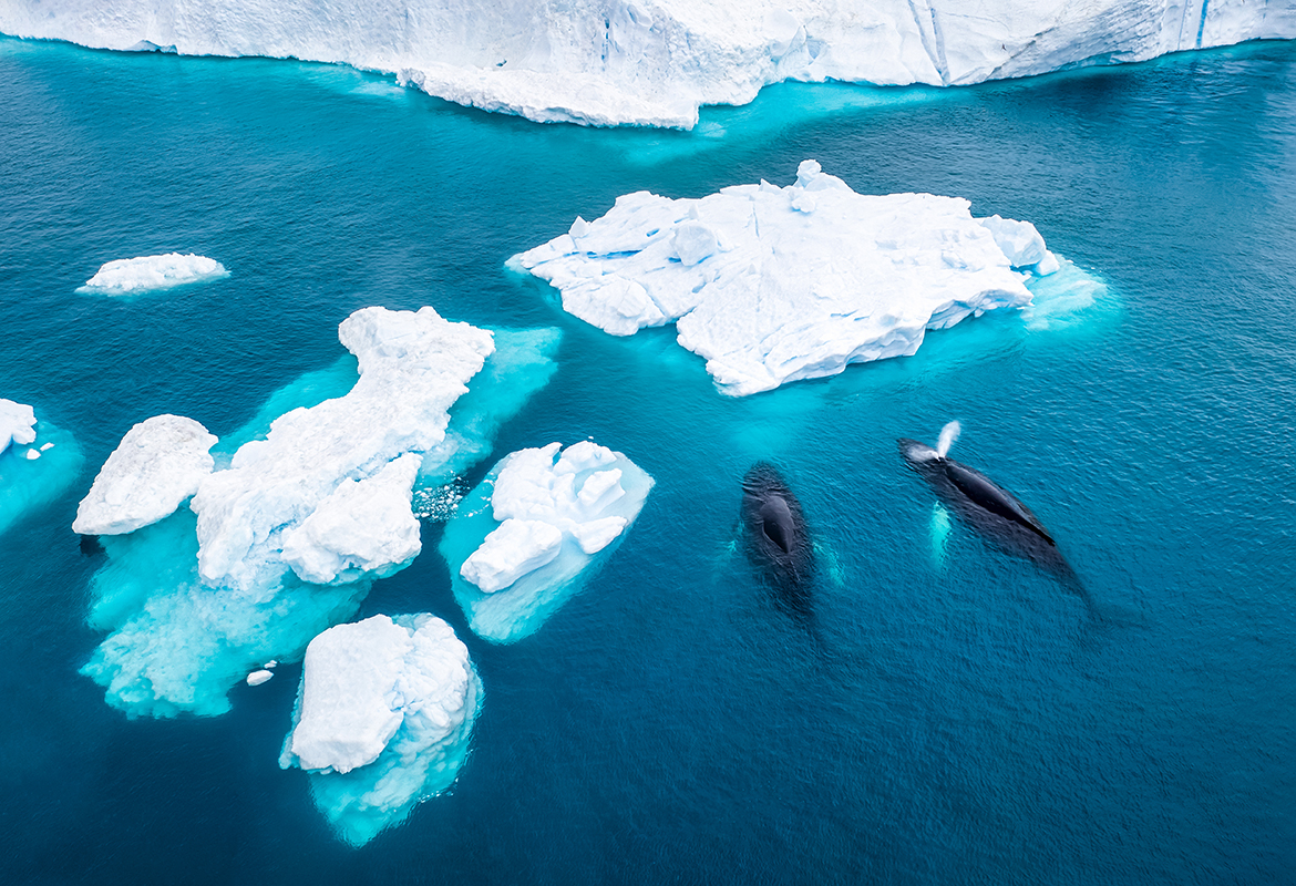 Baleines au Groenland ©EloiOmella/GettyImages