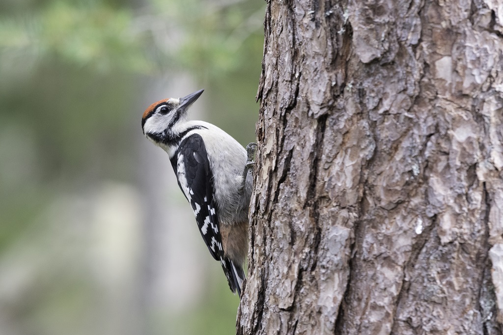 L'été, les forêts lapones s'animent de l'activité des oiseaux - ©Henri Bourgeois-Costa