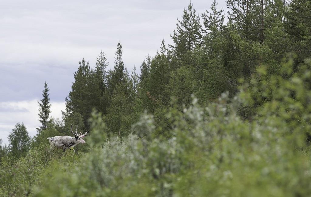 Été sauvage en Laponie