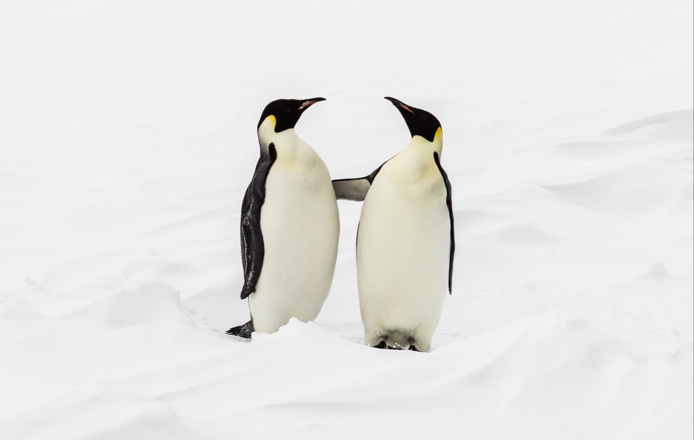 Même pas froid ! - © ©Tenedos/iStock Même pas froid !