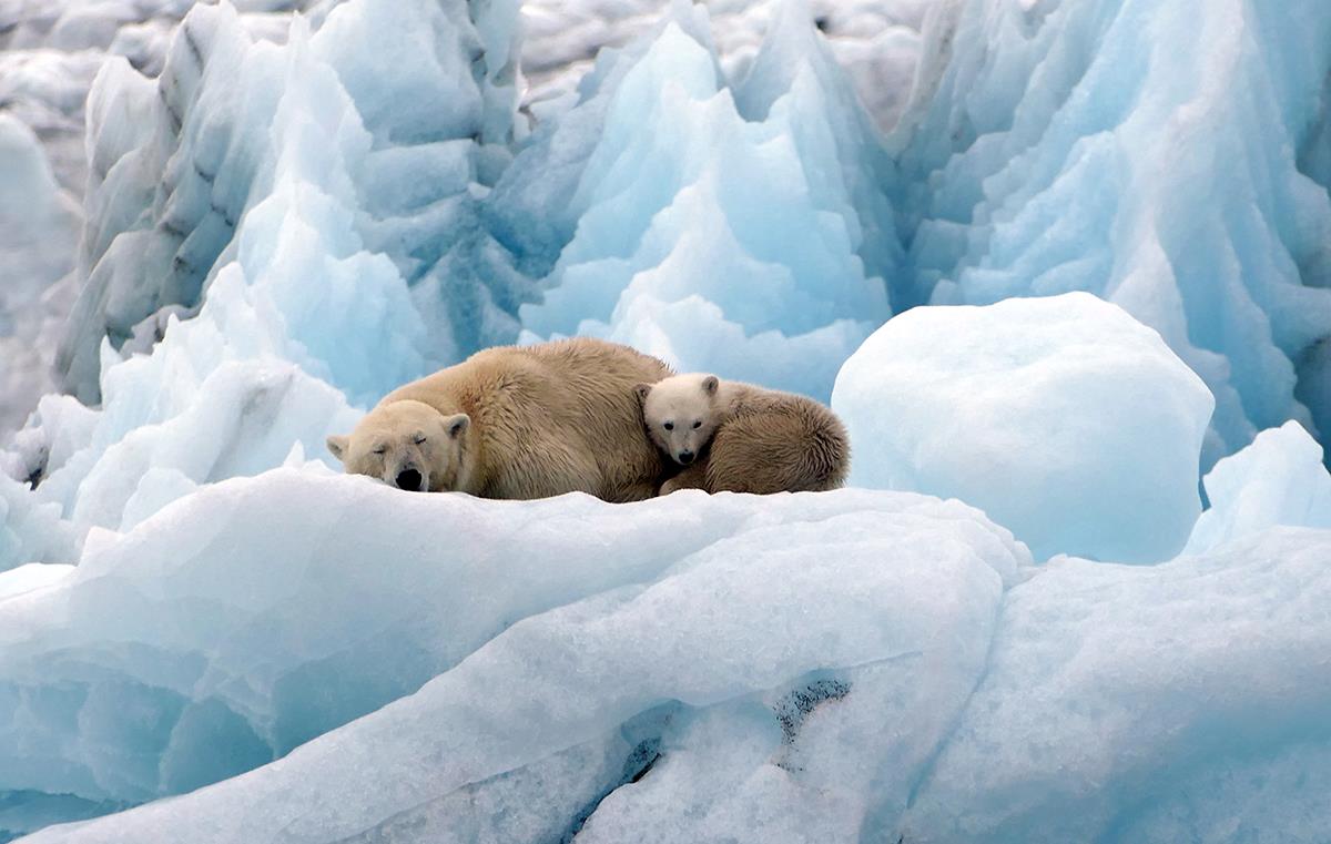 Observer l’ours polaire : un moment suspendu