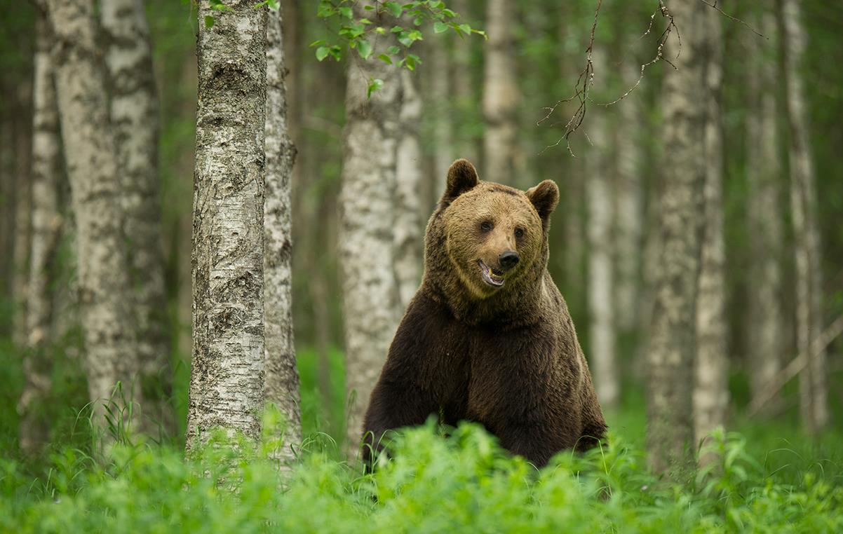 Portrait d’une guide photographe de nature  