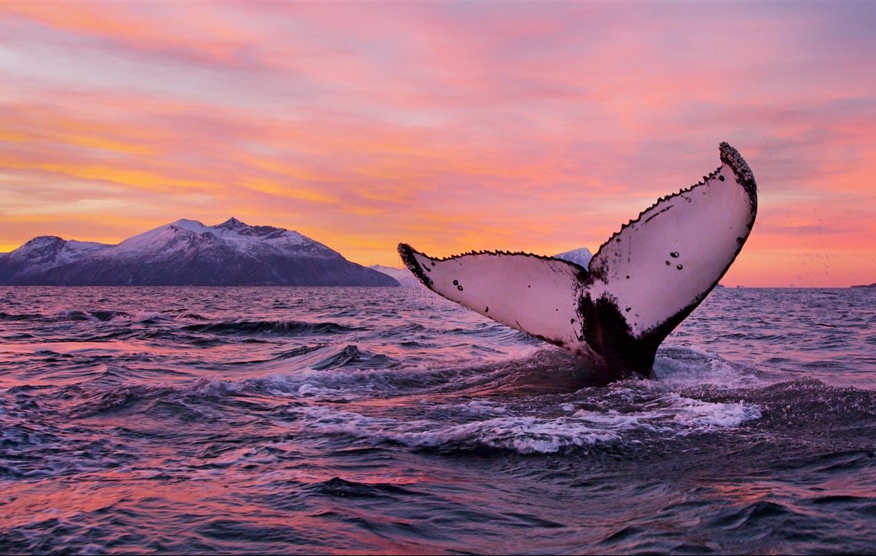 Norvège : observer les baleines avec Olivier Pitras