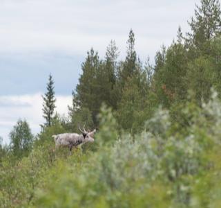 Été sauvage en Laponie