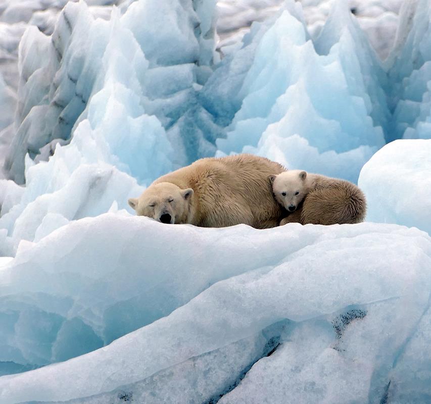 Observer l’ours polaire : un moment suspendu