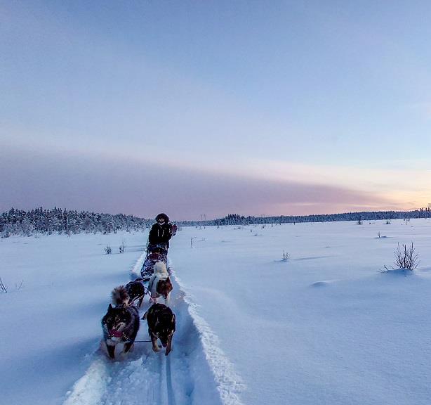 “Quand les chiens sont lancés, ils ne s’arrêtent plus” 