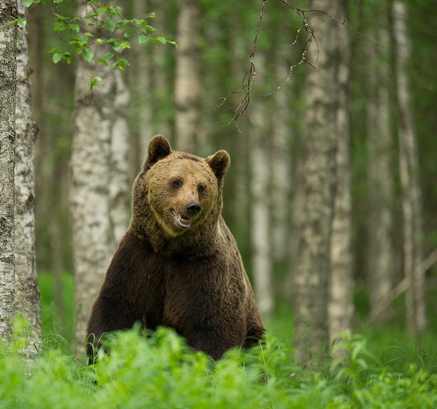 Portrait d’une guide photographe de nature  