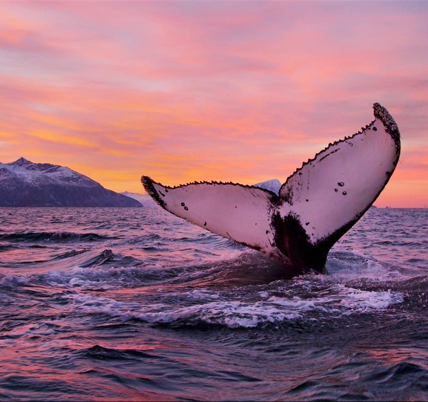 Norvège : observer les baleines avec Olivier Pitras